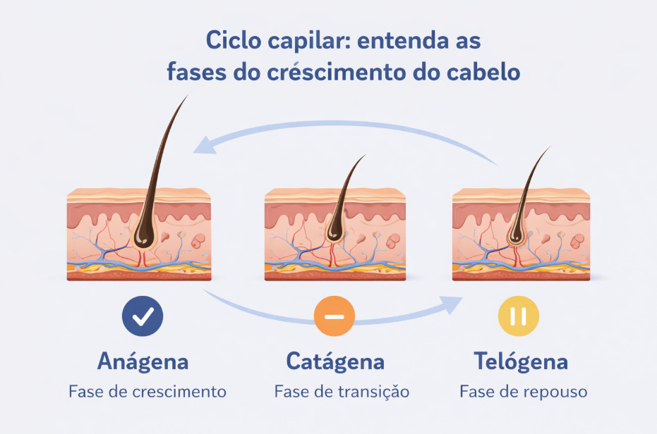 Imagem ilustrativa de cada fase do ciclo capilar.